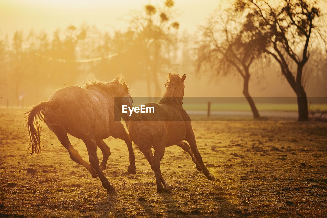 Horse running on field