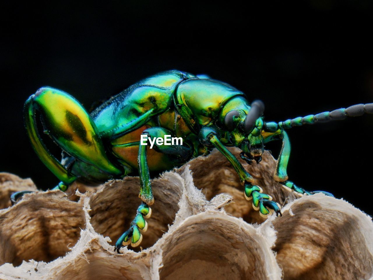 CLOSE-UP OF CATERPILLAR