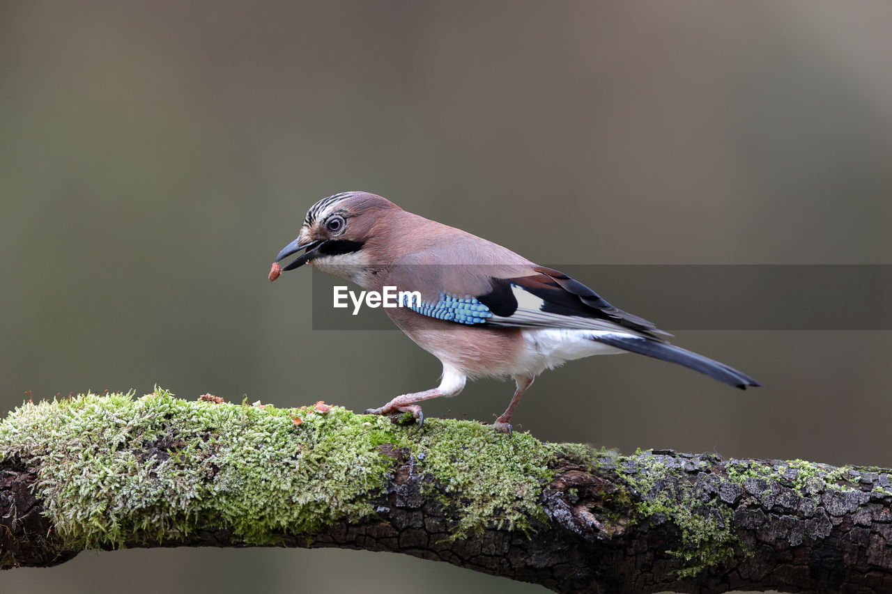 An eurasian jay