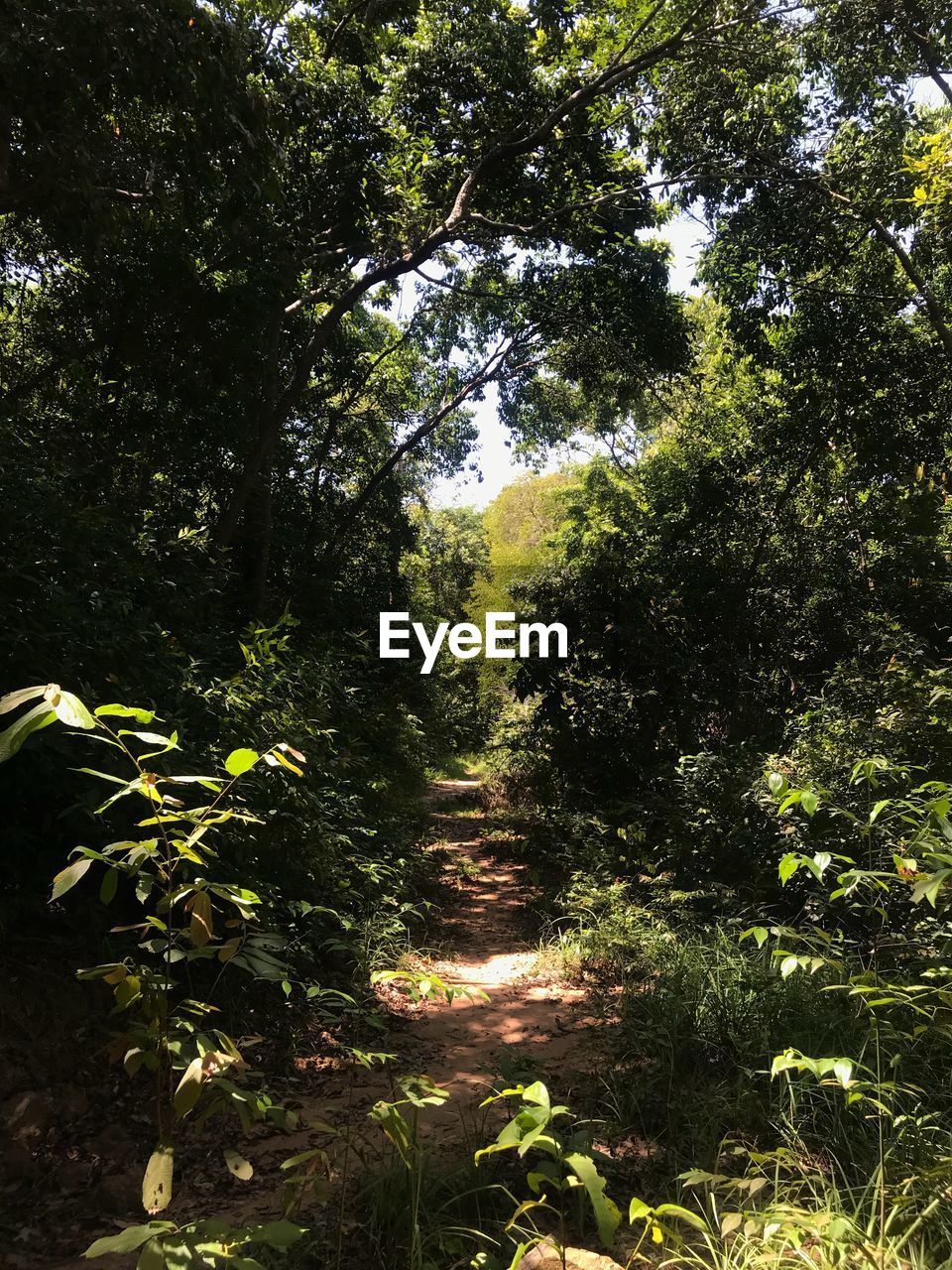 PLANTS IN FOREST