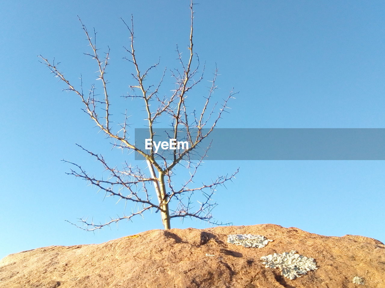 sky, nature, clear sky, plant, blue, tree, no people, scenics - nature, beauty in nature, landscape, day, bare tree, soil, land, mountain, environment, tranquility, rock, desert, branch, outdoors, dry, non-urban scene, low angle view, sunny, tranquil scene, copy space, arid climate, sunlight, climate