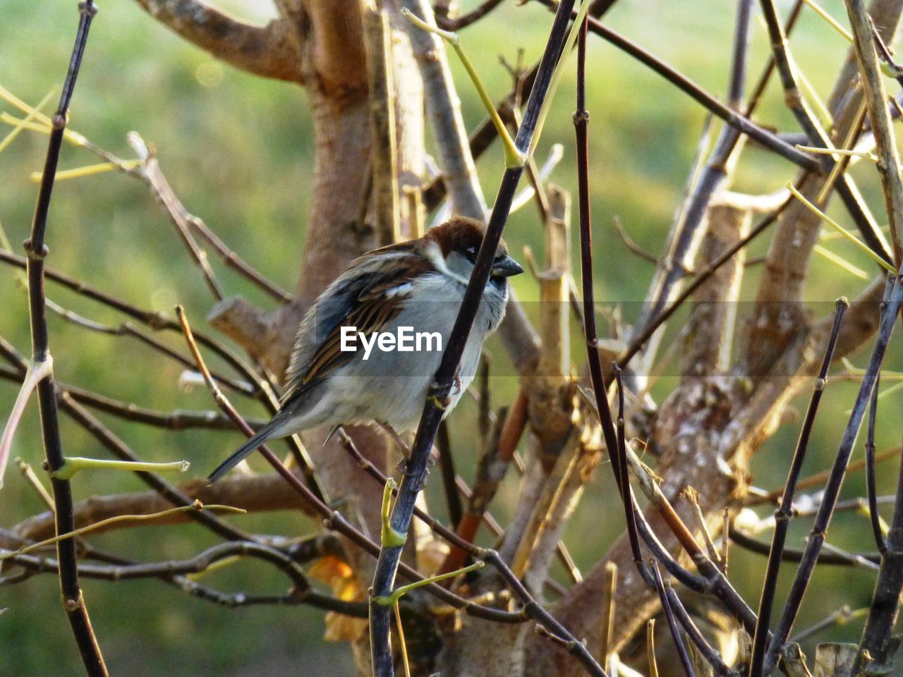 Close-up of bird perching on branch