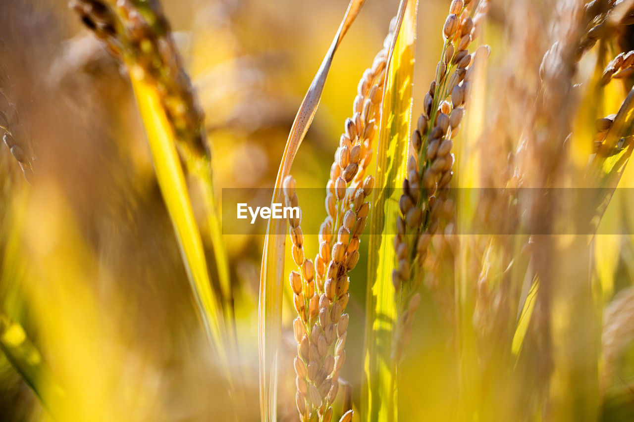 plant, sunlight, agriculture, crop, cereal plant, rural scene, landscape, nature, growth, land, yellow, field, summer, environment, autumn, beauty in nature, close-up, grass, food, flower, farm, food grain, food and drink, sun, multi colored, selective focus, backgrounds, wheat, gold, sunset, sky, no people, vibrant color, barley, outdoors, macro photography, leaf, organic, green, macro, freshness, meadow, tranquility, seed, defocused, scenics - nature, back lit, plant stem, corn, non-urban scene, environmental conservation, harvesting, extreme close-up, ripe, cultivated