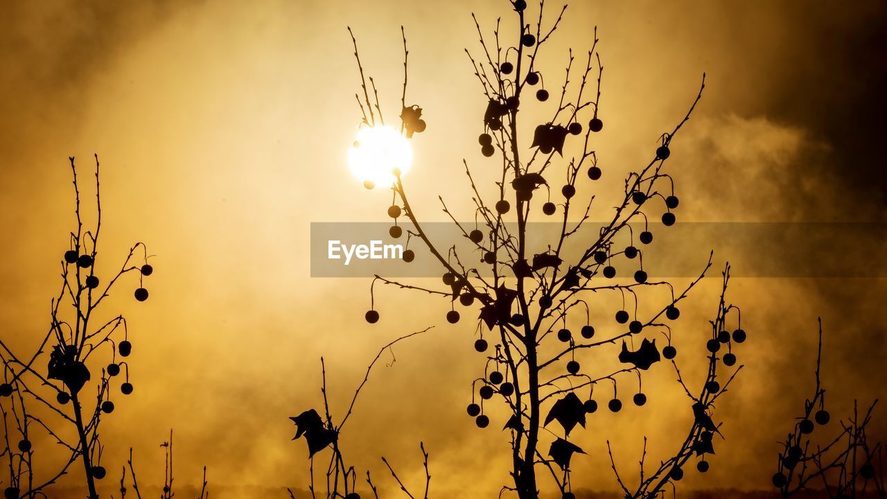 Low angle view of silhouette plants against sky during sunrise 