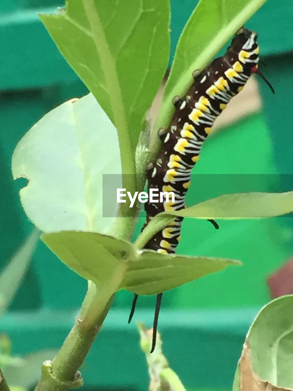 CLOSE-UP OF PLANT AGAINST BLURRED BACKGROUND