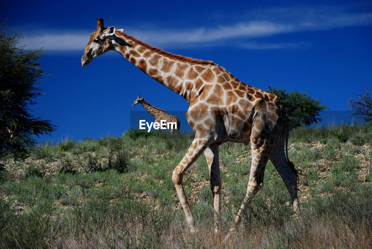 Giraffes walking on grassy field against sky