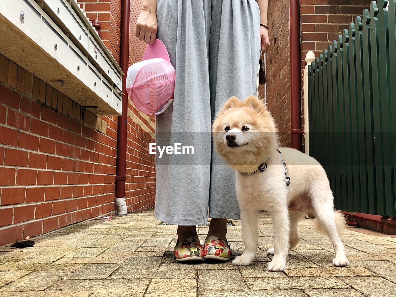 PORTRAIT OF DOG STANDING ON COBBLESTONE STREET