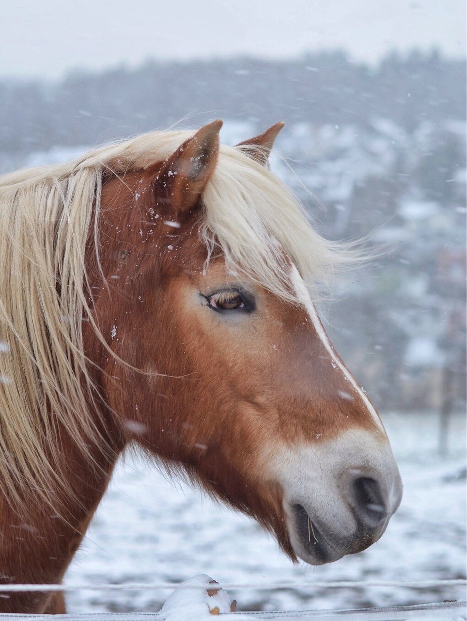 Close-up of horse in winter