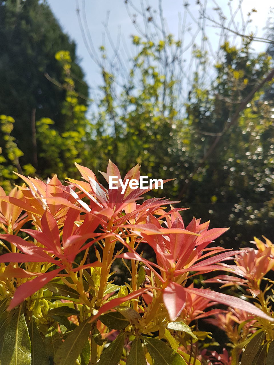 CLOSE-UP OF FLOWERING PLANT