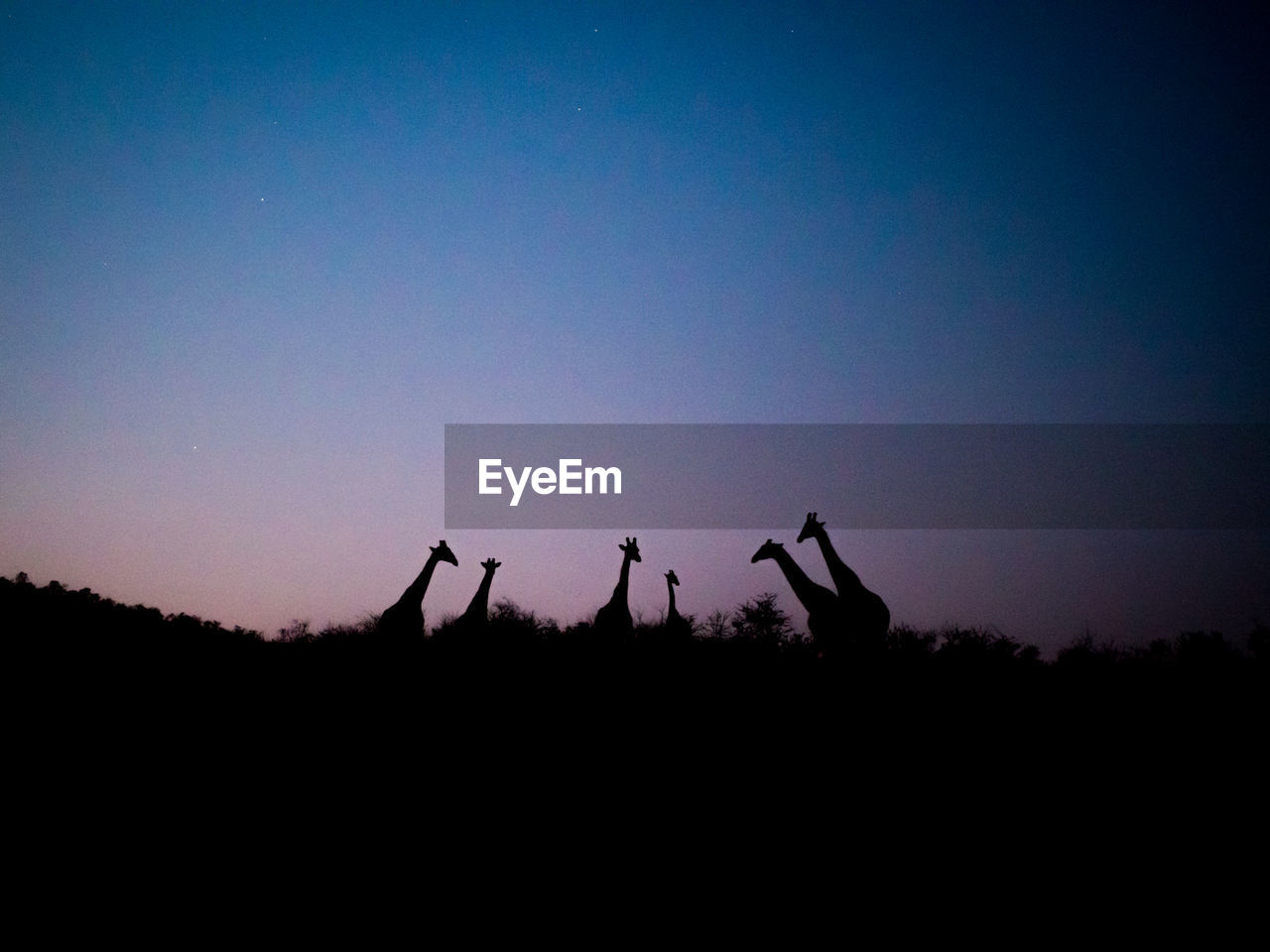 Silhouette giraffes standing against sky during sunset