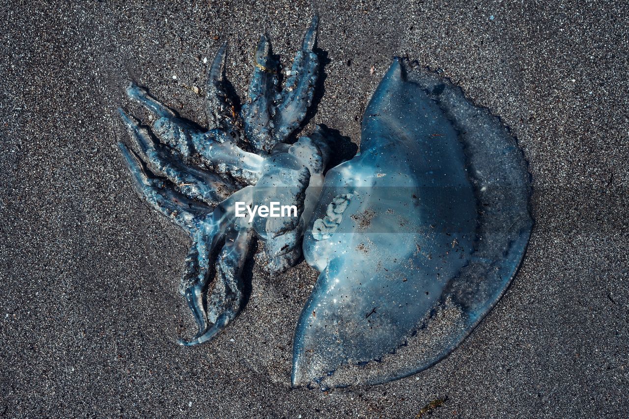 High angle view of dead crab on sand at beach