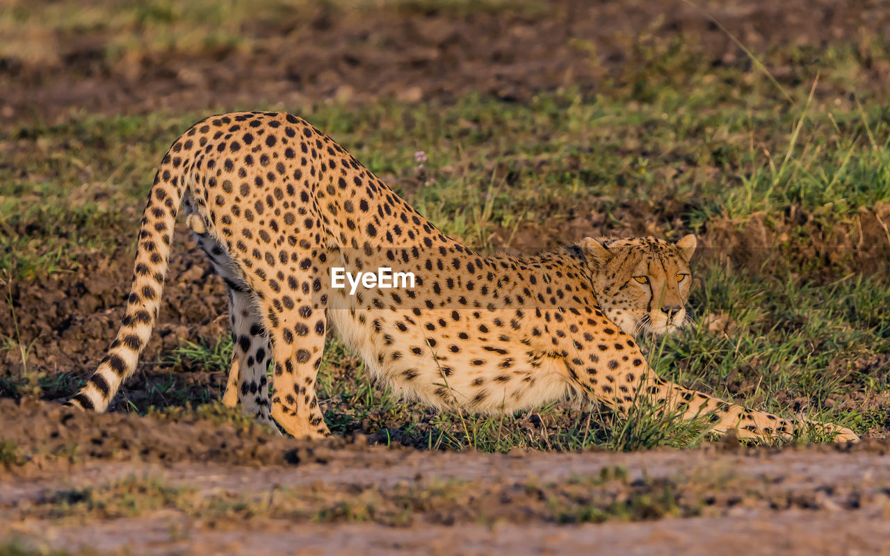 A cheater stretching on the ground