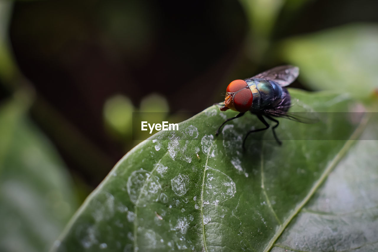 Close-up of insect on wet leaf