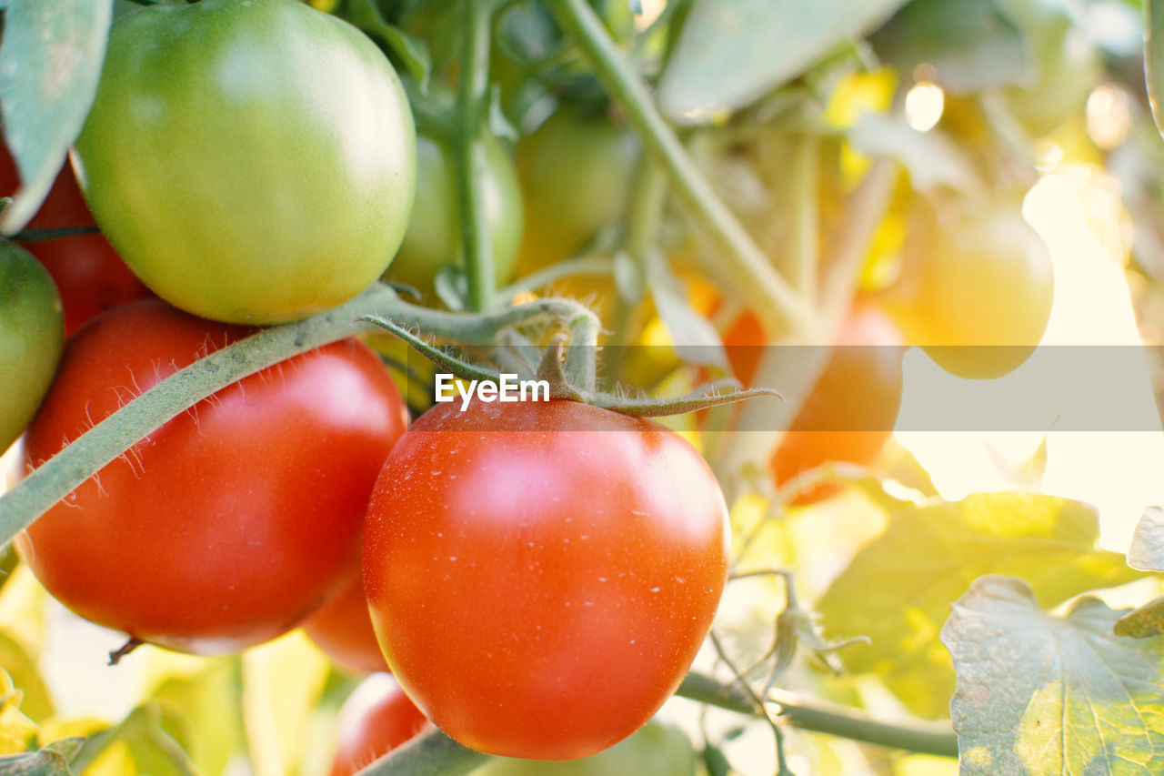 Close-up of red tomatoes growing at farm