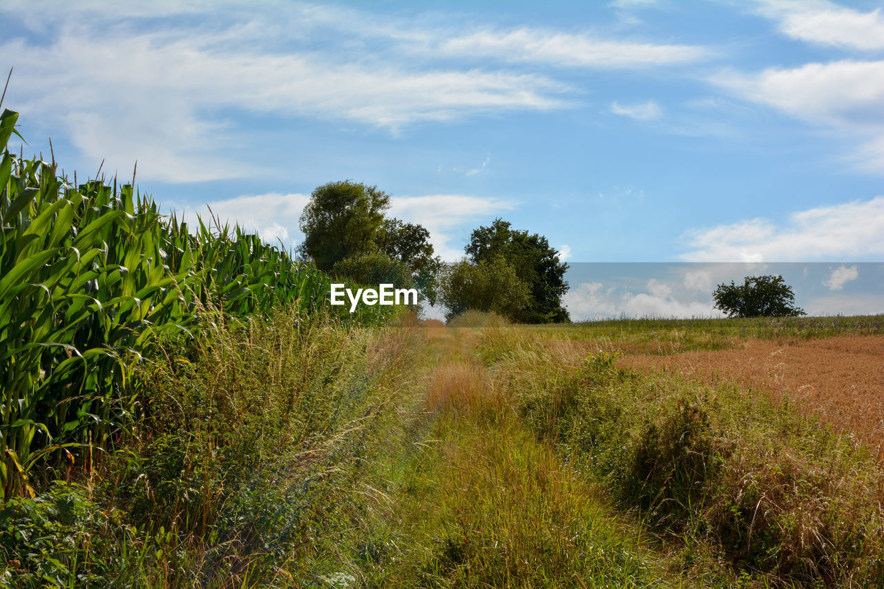 SCENIC VIEW OF FARM AGAINST SKY