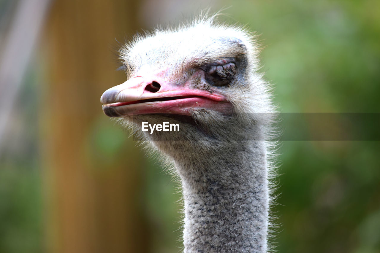 CLOSE-UP OF OSTRICH