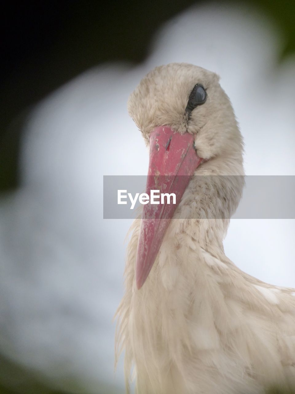 A close-up shot of a beautiful stork