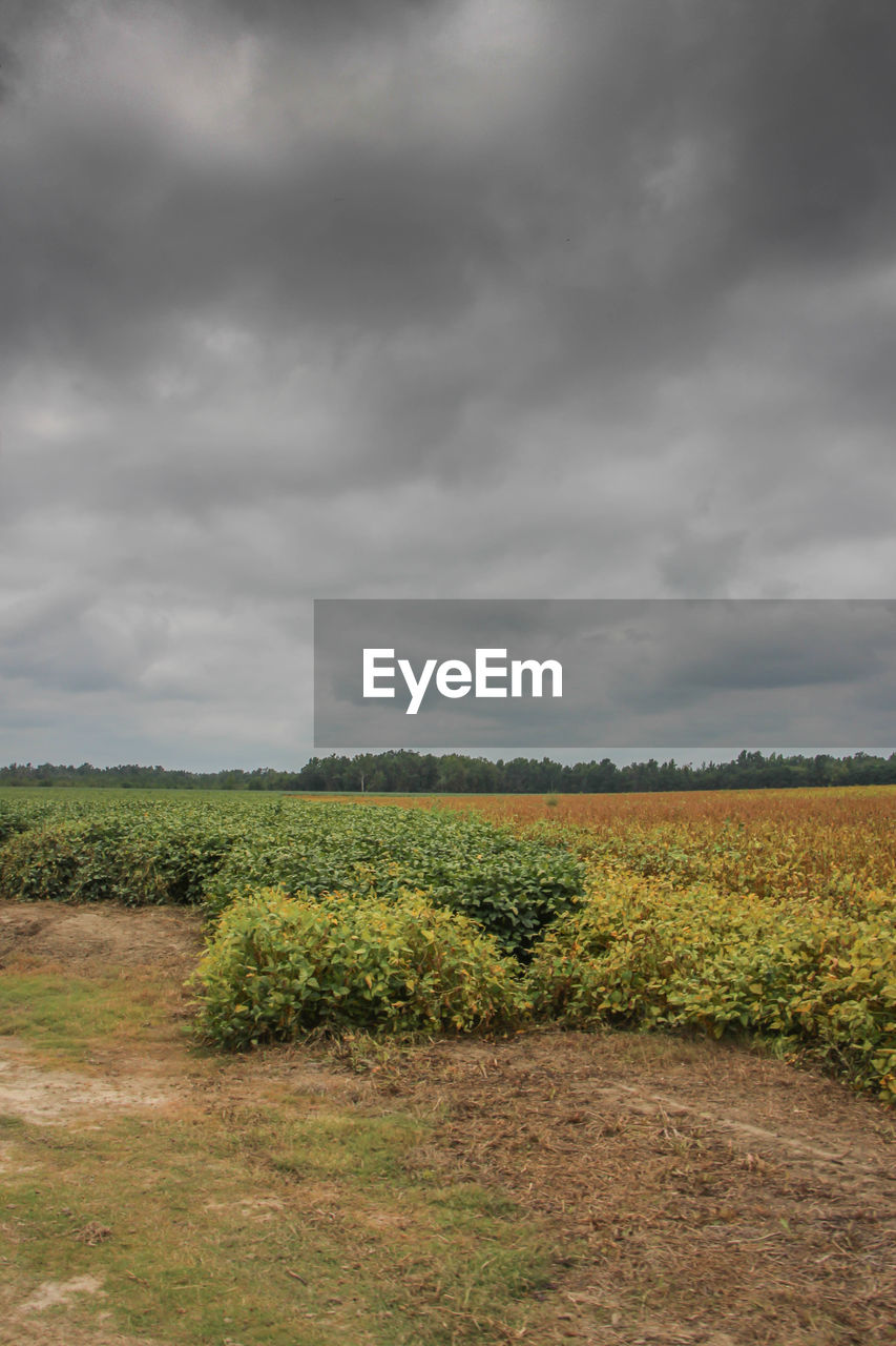 SCENIC VIEW OF LANDSCAPE AGAINST CLOUDY SKY