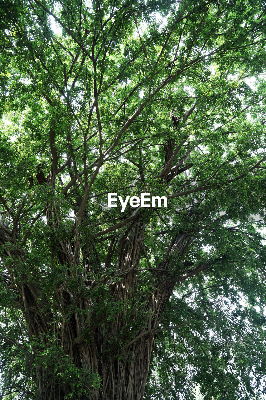 LOW ANGLE VIEW OF BAMBOO TREES