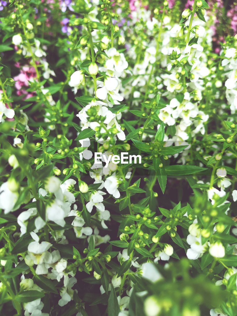 CLOSE-UP OF WHITE FLOWERING PLANT