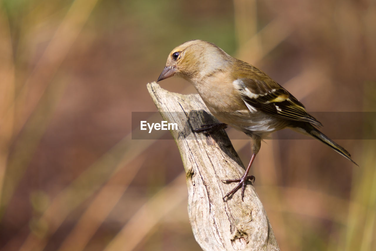 Female chaffinch on branch in beautiful pose