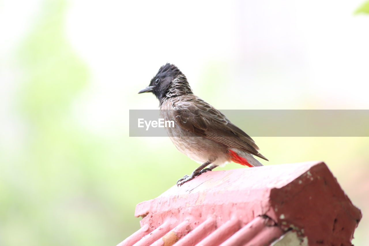 Close-up of bird perching on wood