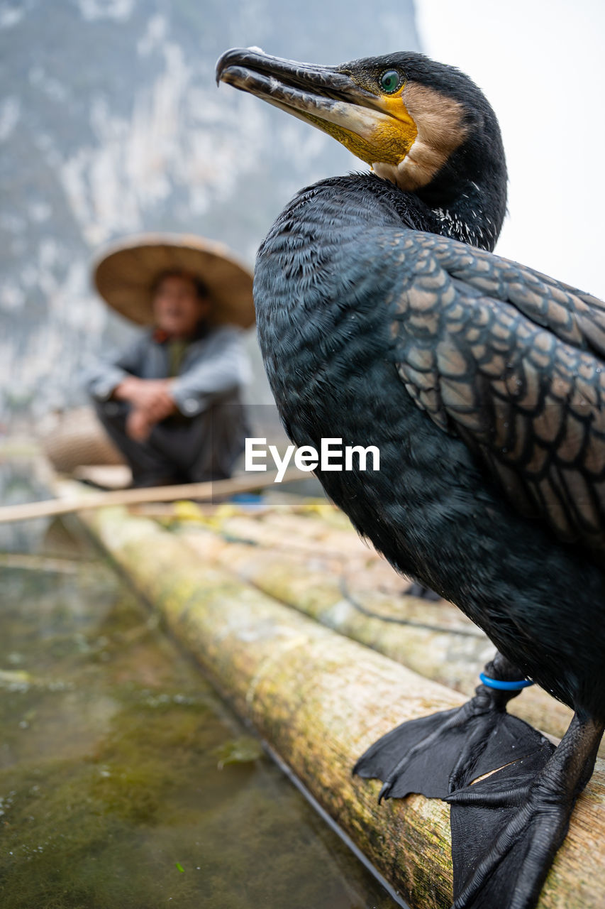 Close-up of bird perching outdoors
