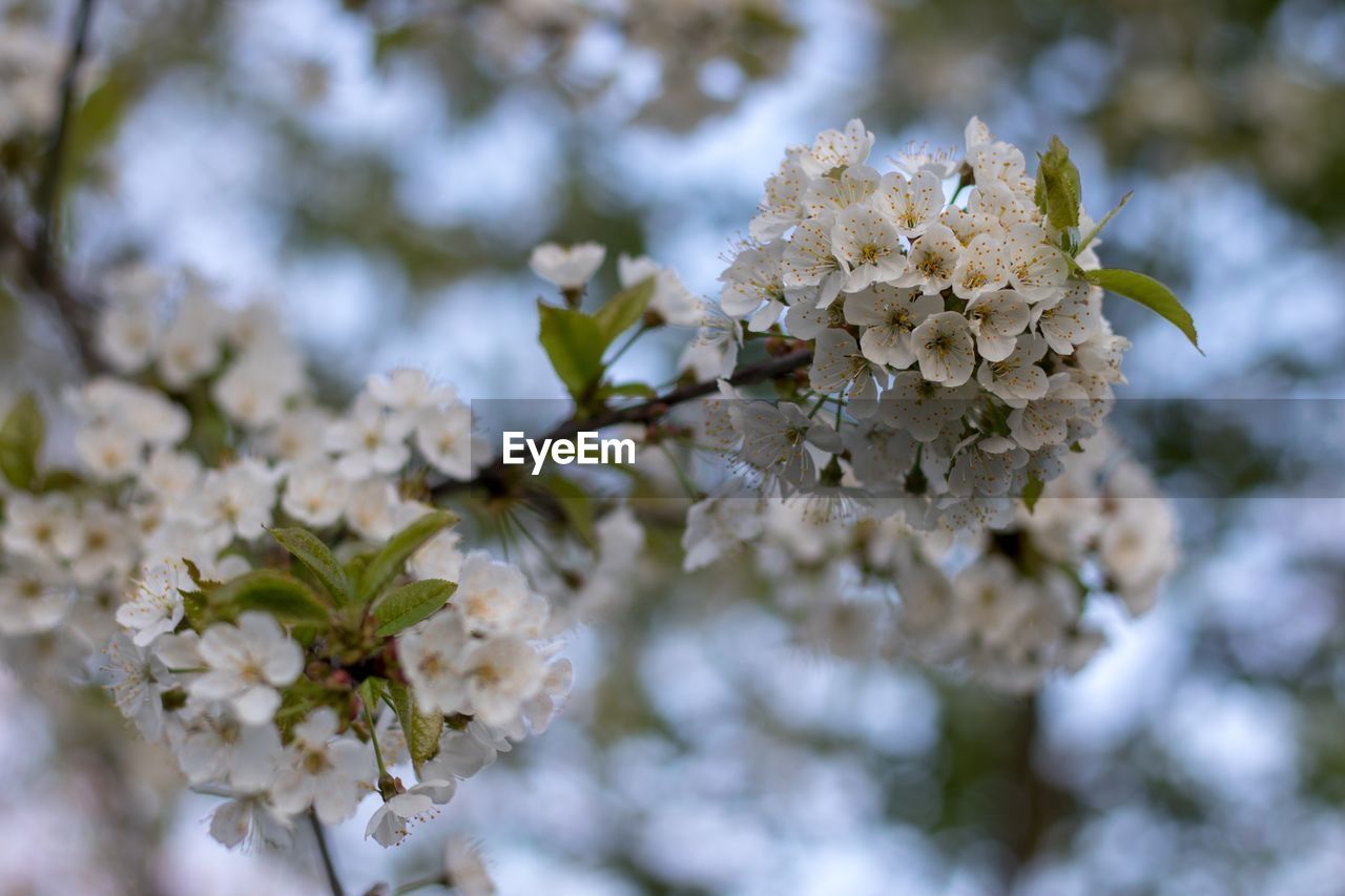 Close-up of white cherry blossom tree