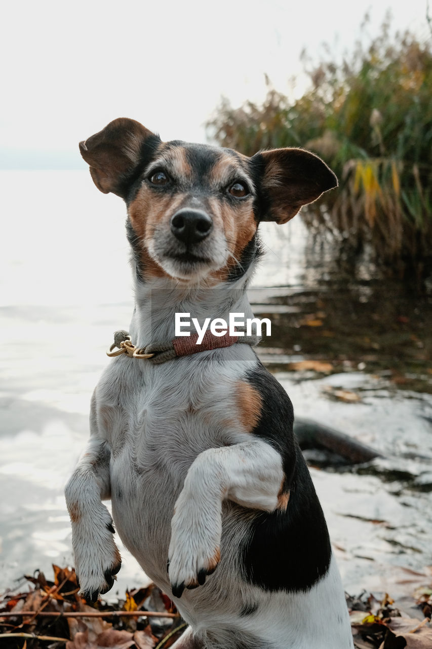 PORTRAIT OF DOG SITTING ON ROCK