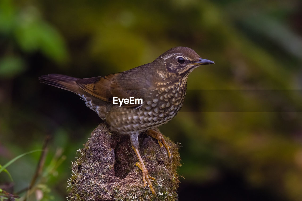 CLOSE-UP OF BIRD PERCHING