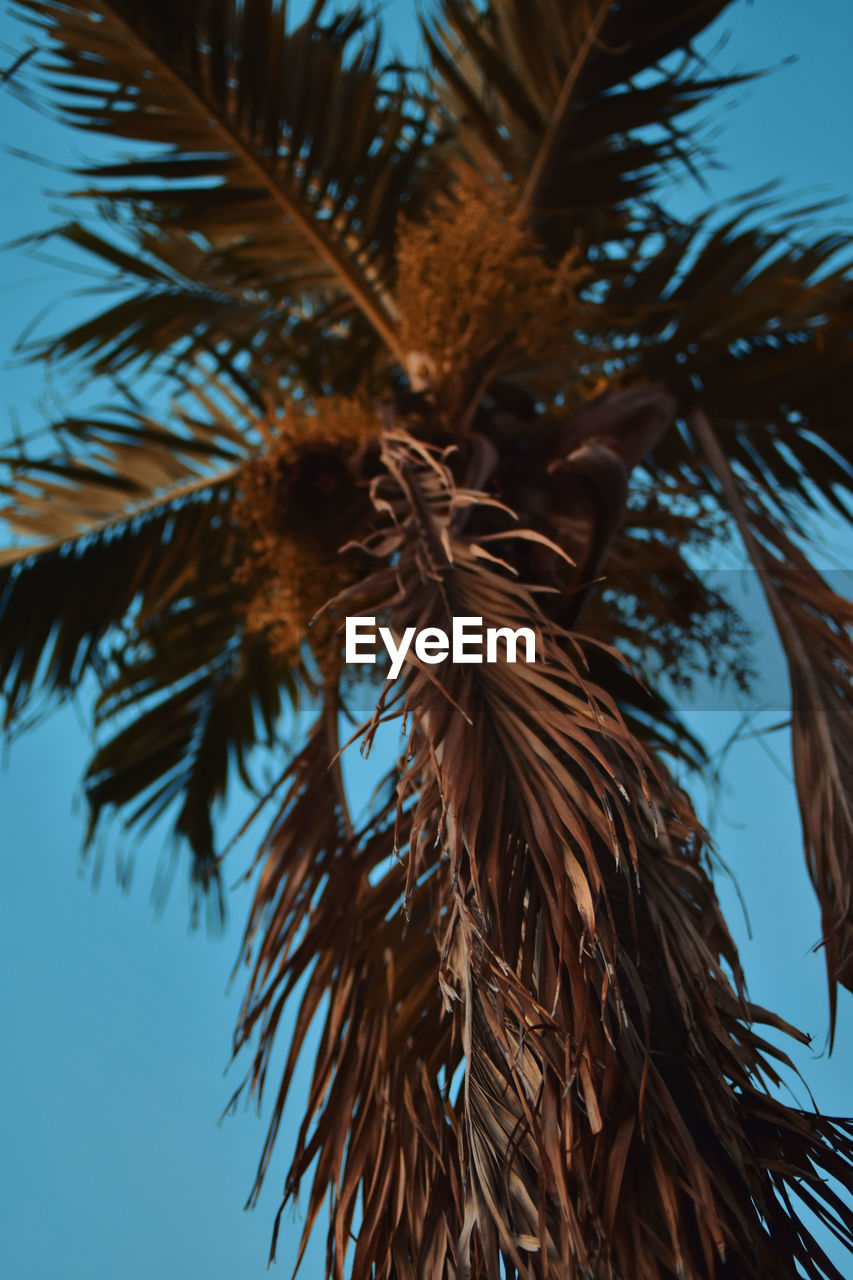 LOW ANGLE VIEW OF COCONUT PALM TREE