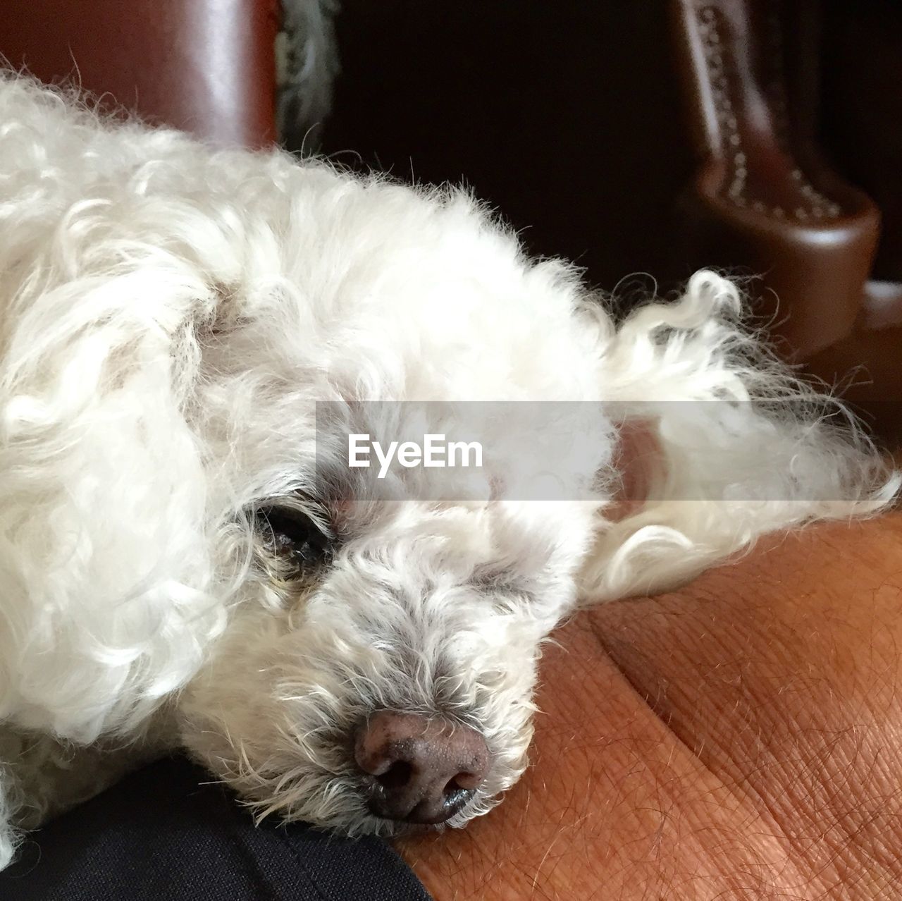 Close-up of dog resting at home