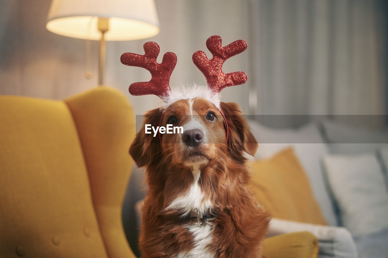 Dog with costume of reindeer antlers. funny portrait of happy retriever waiting for christmas.