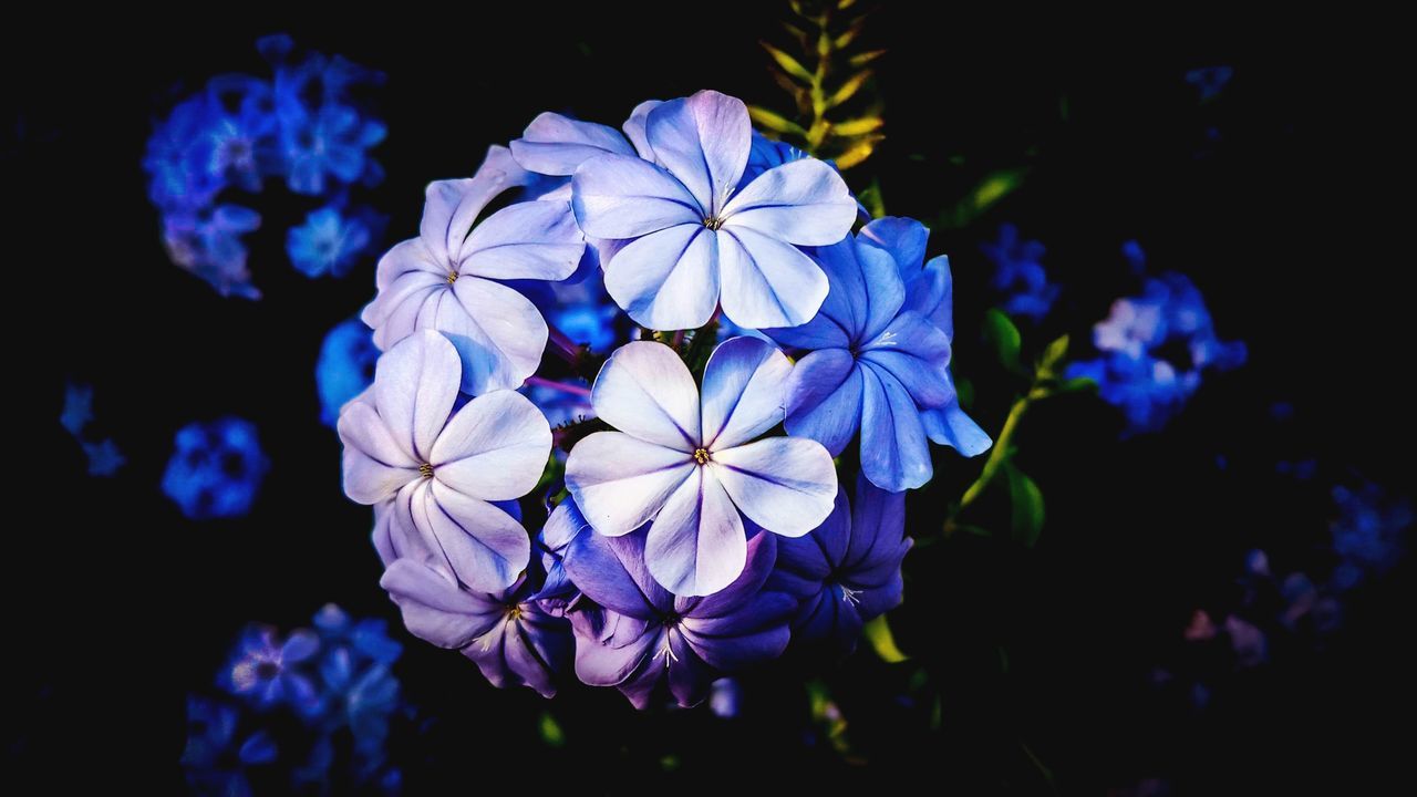 CLOSE-UP OF PURPLE HYDRANGEAS BLOOMING OUTDOORS