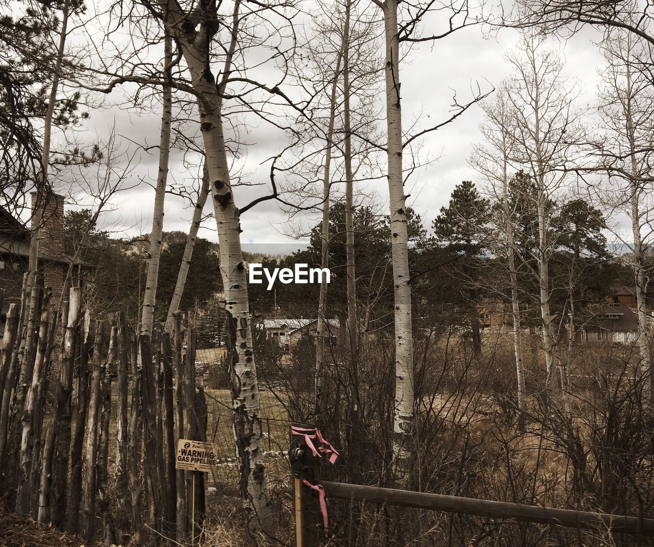 TREES GROWING IN FOREST AGAINST SKY