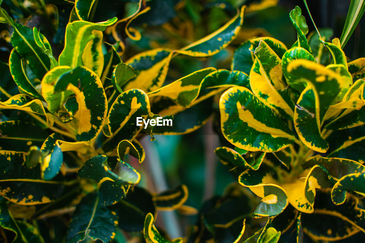 plant, green, nature, branch, food and drink, leaf, food, growth, flower, plant part, no people, yellow, beauty in nature, macro photography, close-up, vegetable, tree, healthy eating, outdoors, environment, science, freshness, healthcare and medicine, shrub, land, magnification