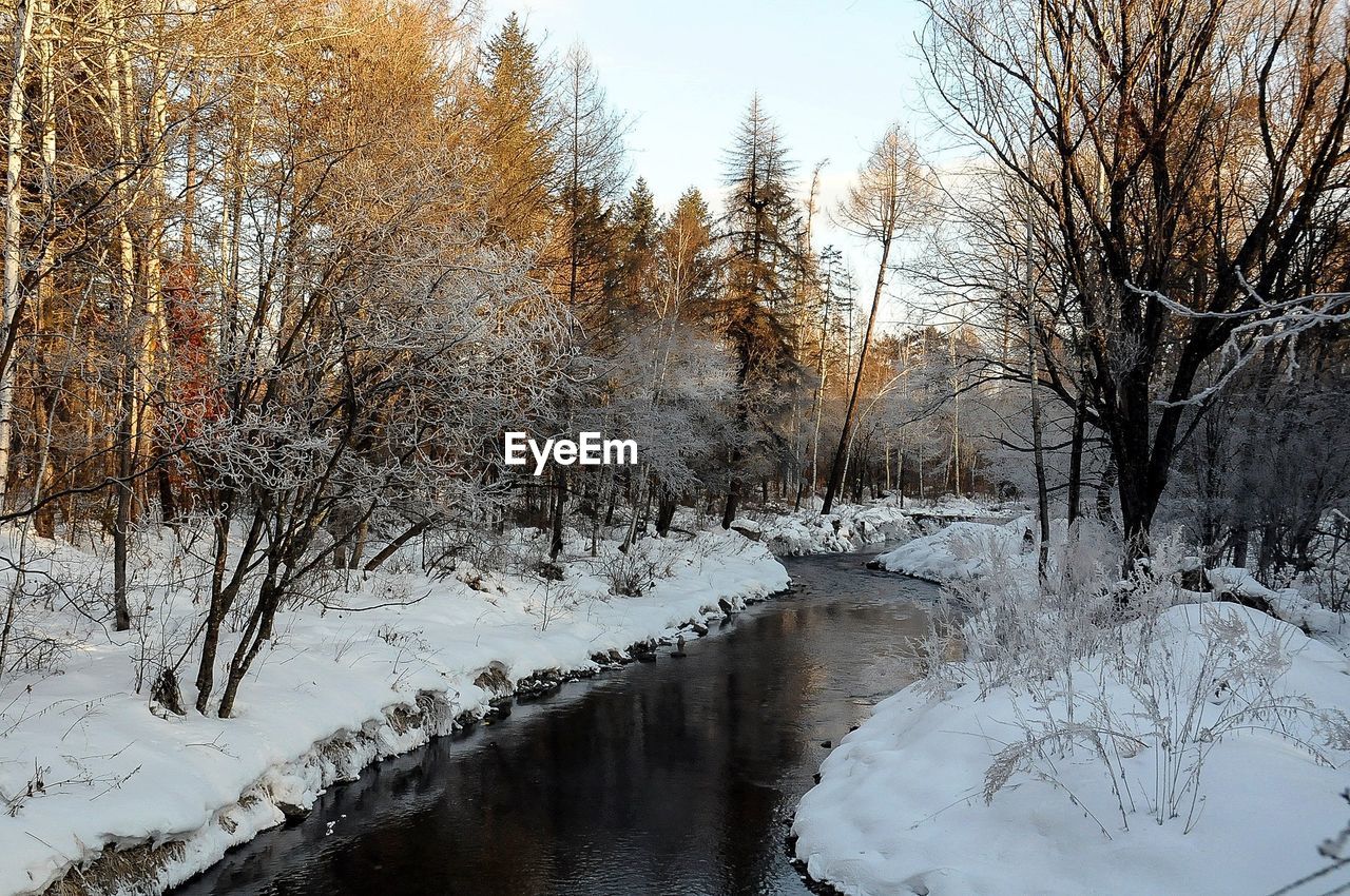 River amidst trees during winter