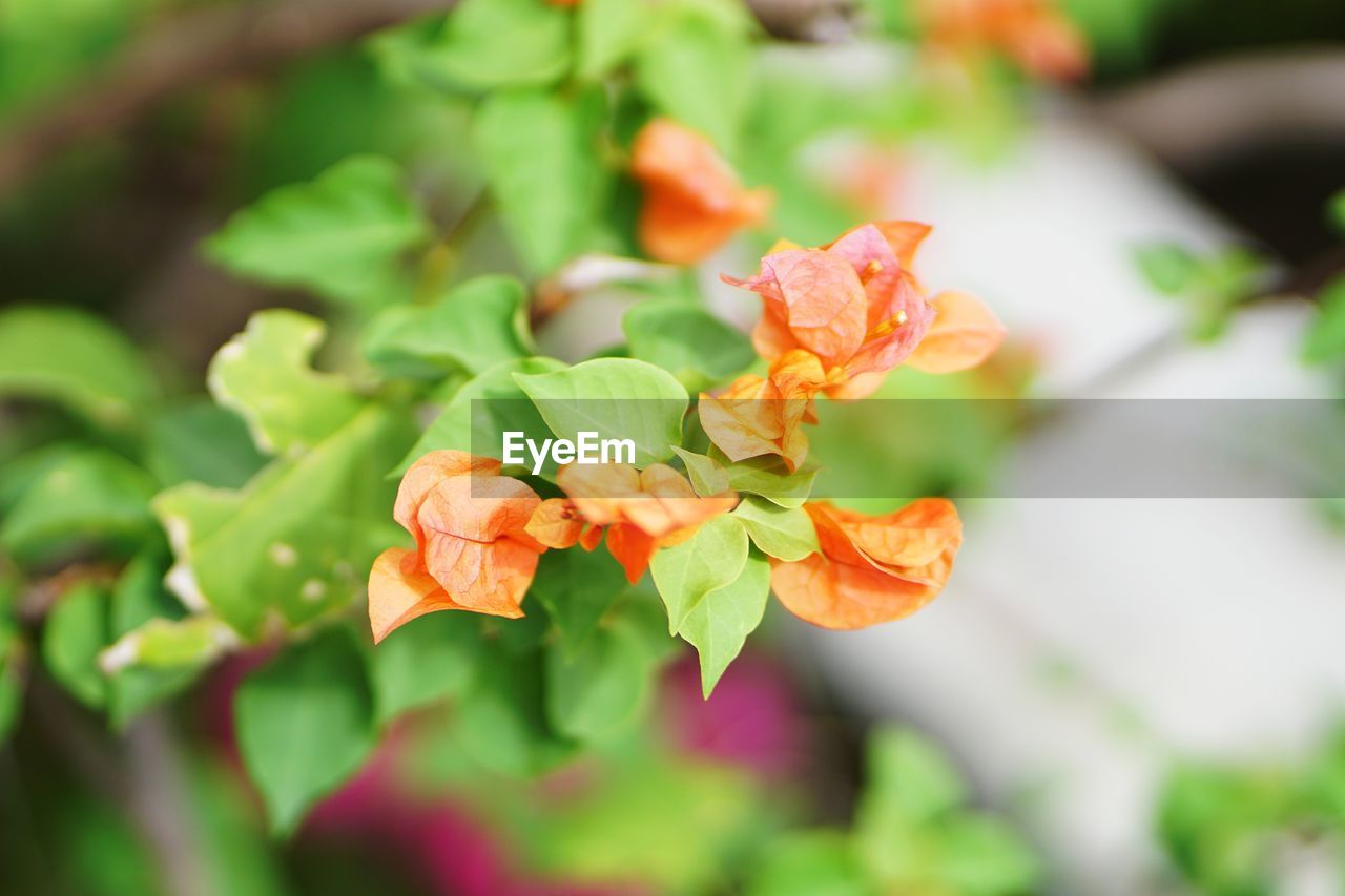 CLOSE-UP OF ORANGE ROSE FLOWER