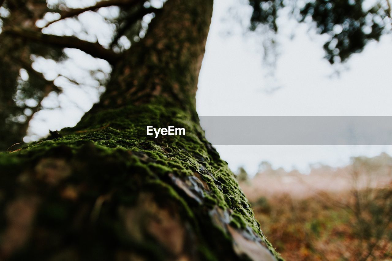 CLOSE-UP OF TREE TRUNK