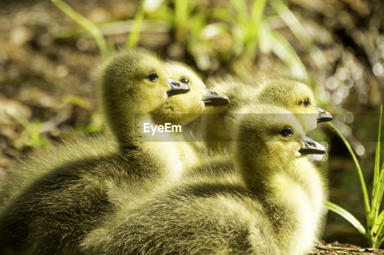 CLOSE-UP OF DUCKLINGS