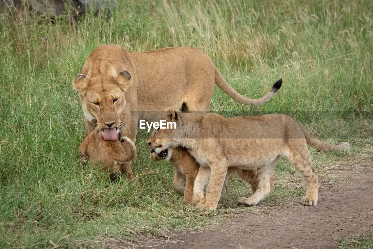 Lioness stands licking cub beside two others