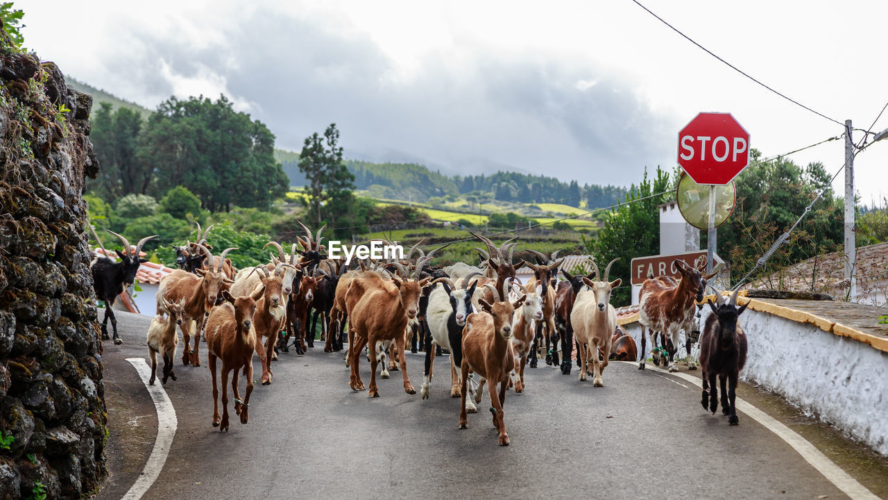  goats on the road