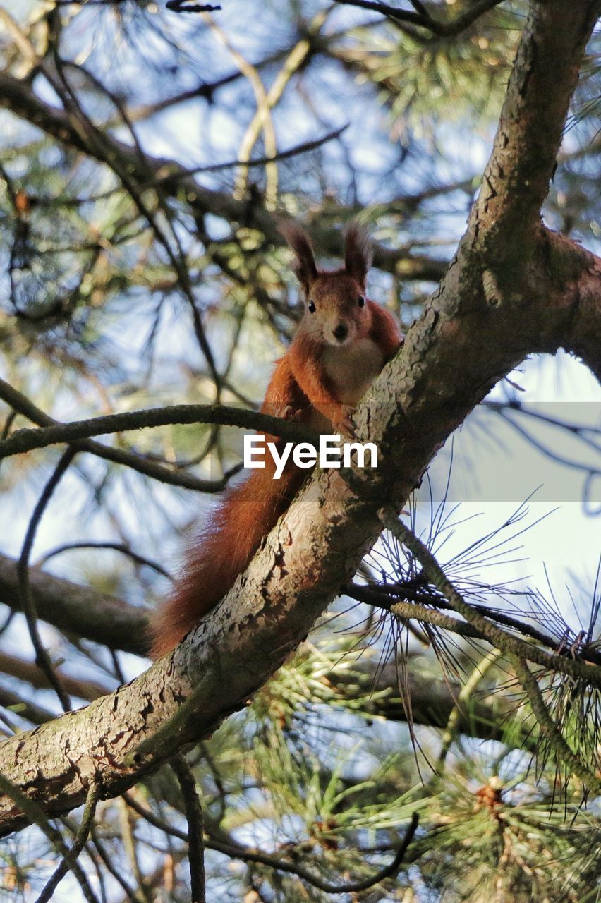 Low angle view of squirrel on tree against sky