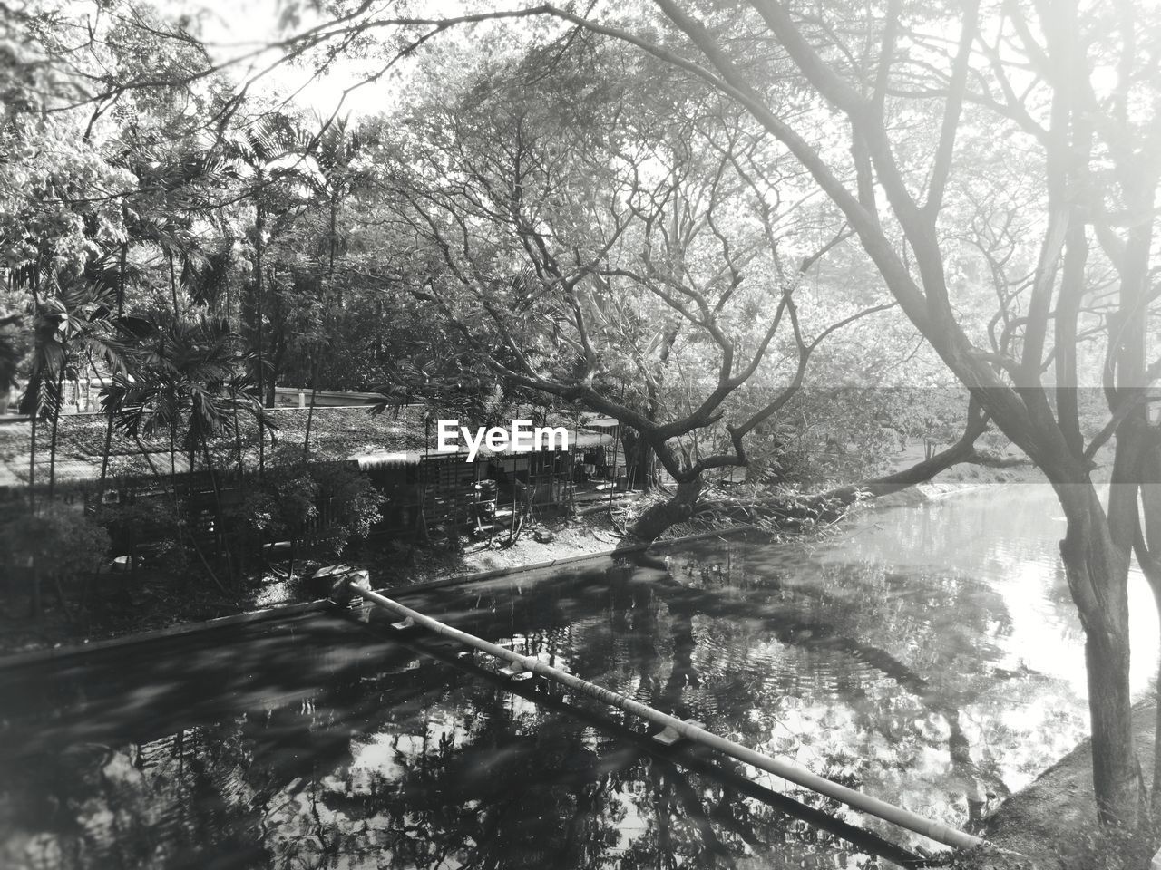 VIEW OF BARE TREES IN RIVER