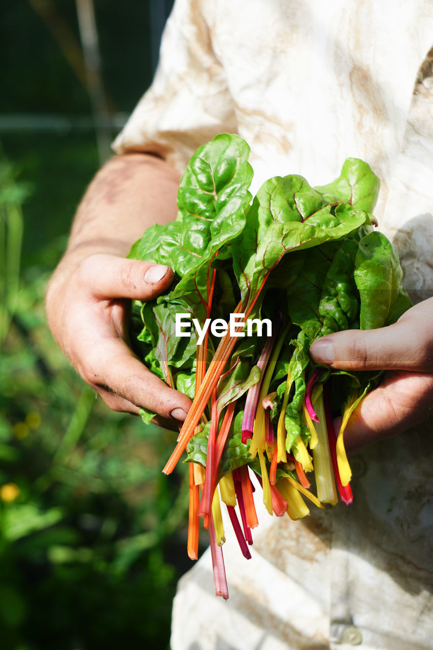 Close-up of hands holding chard