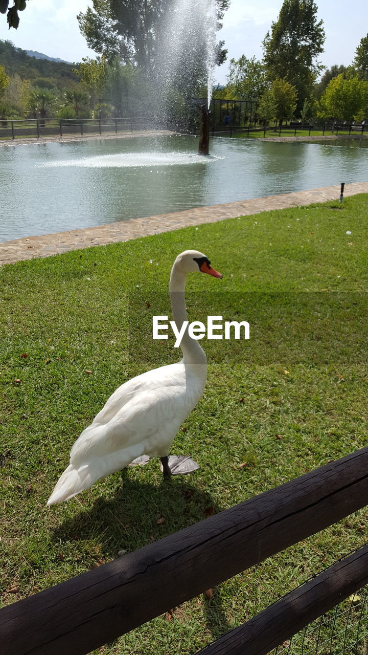 Bird in a lake