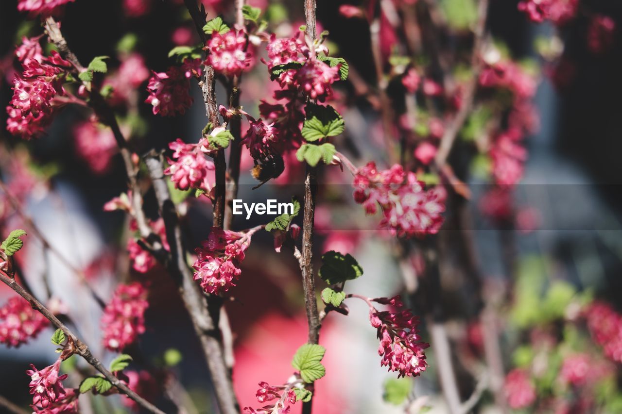 Close-up of pink flowering plants