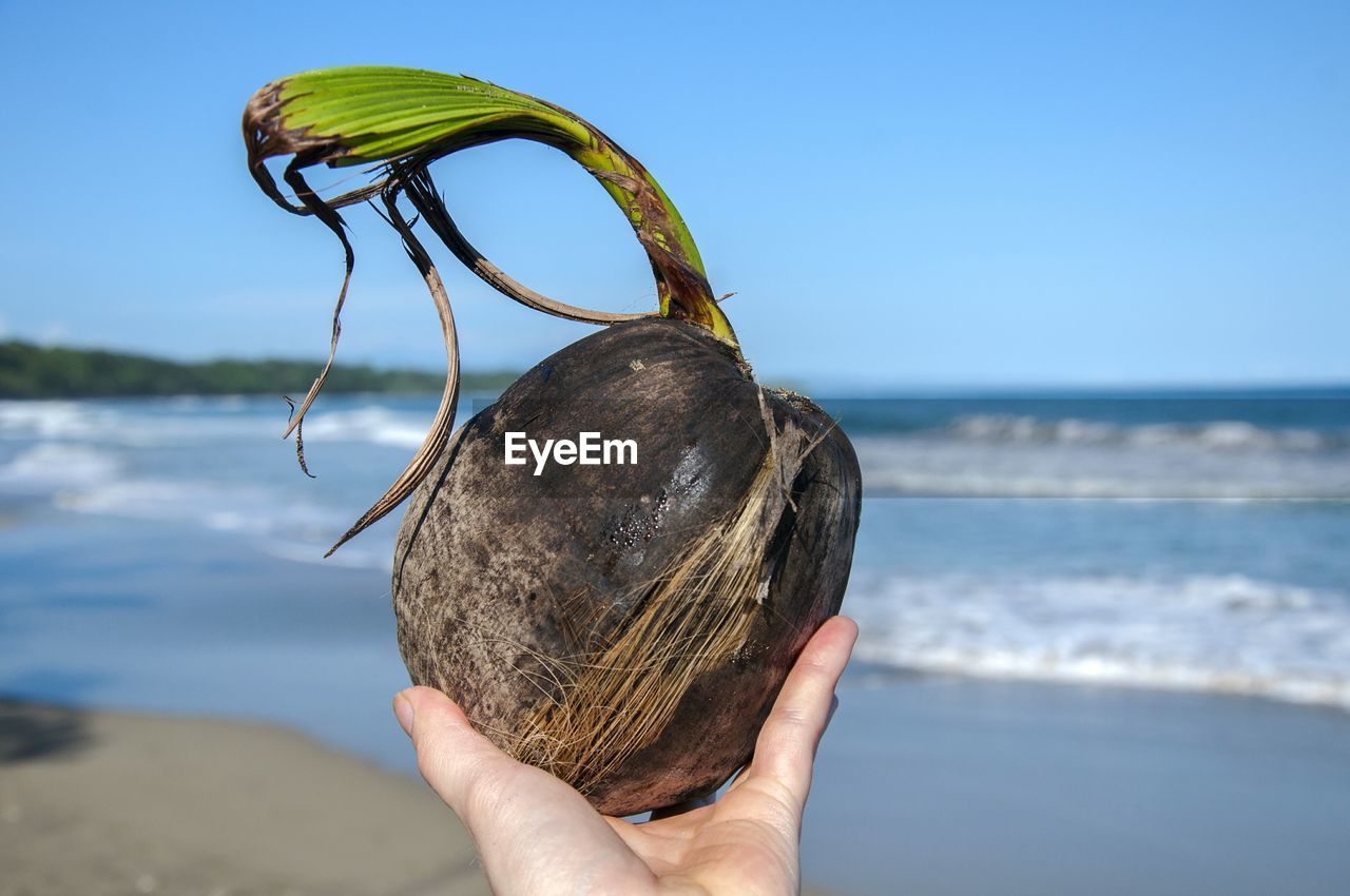 Close-up of hand holding coconut at beach against clear sky