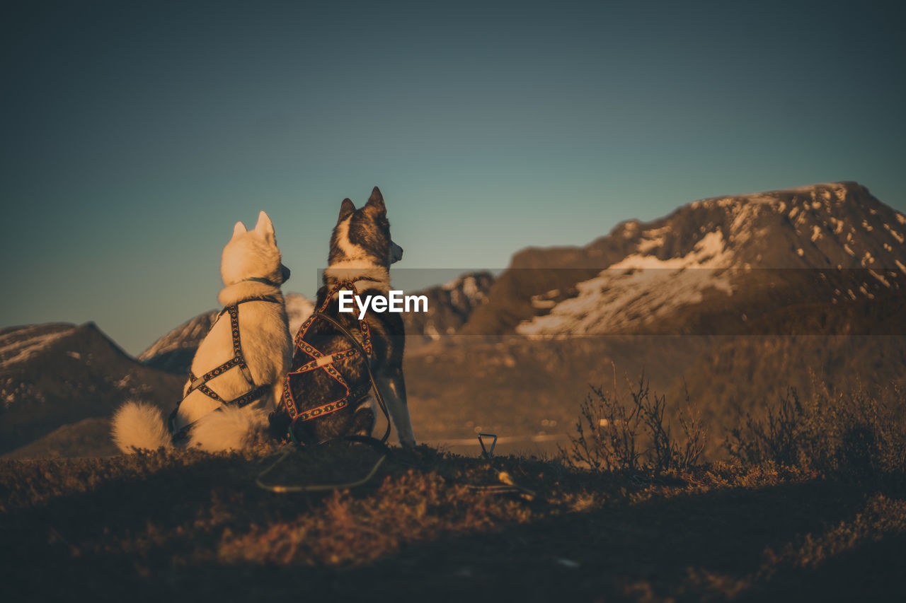 View of dogs with a mountain