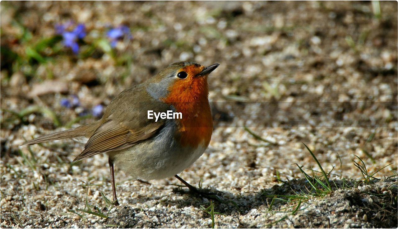 Close-up of robin on field